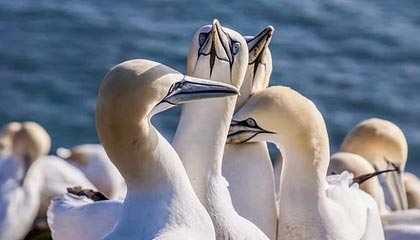 fb体育官网入口-伊朗队中场贝尔特拉在巴黎奥运会上展现出强大的进攻组织能力，伊朗拉什特