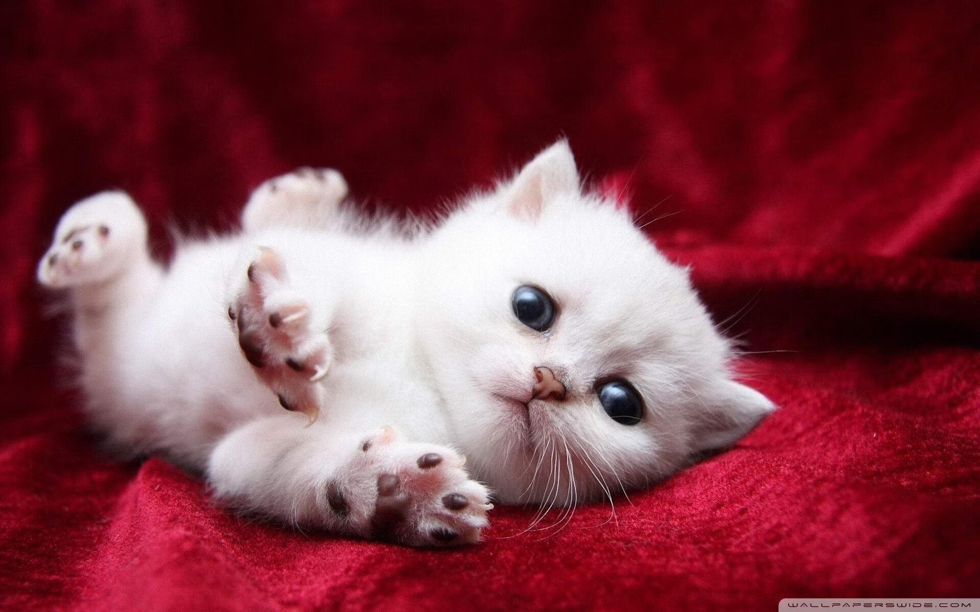 fb体育官网首页-欧冠“超级替补”逆袭成名记，欧冠超级联赛