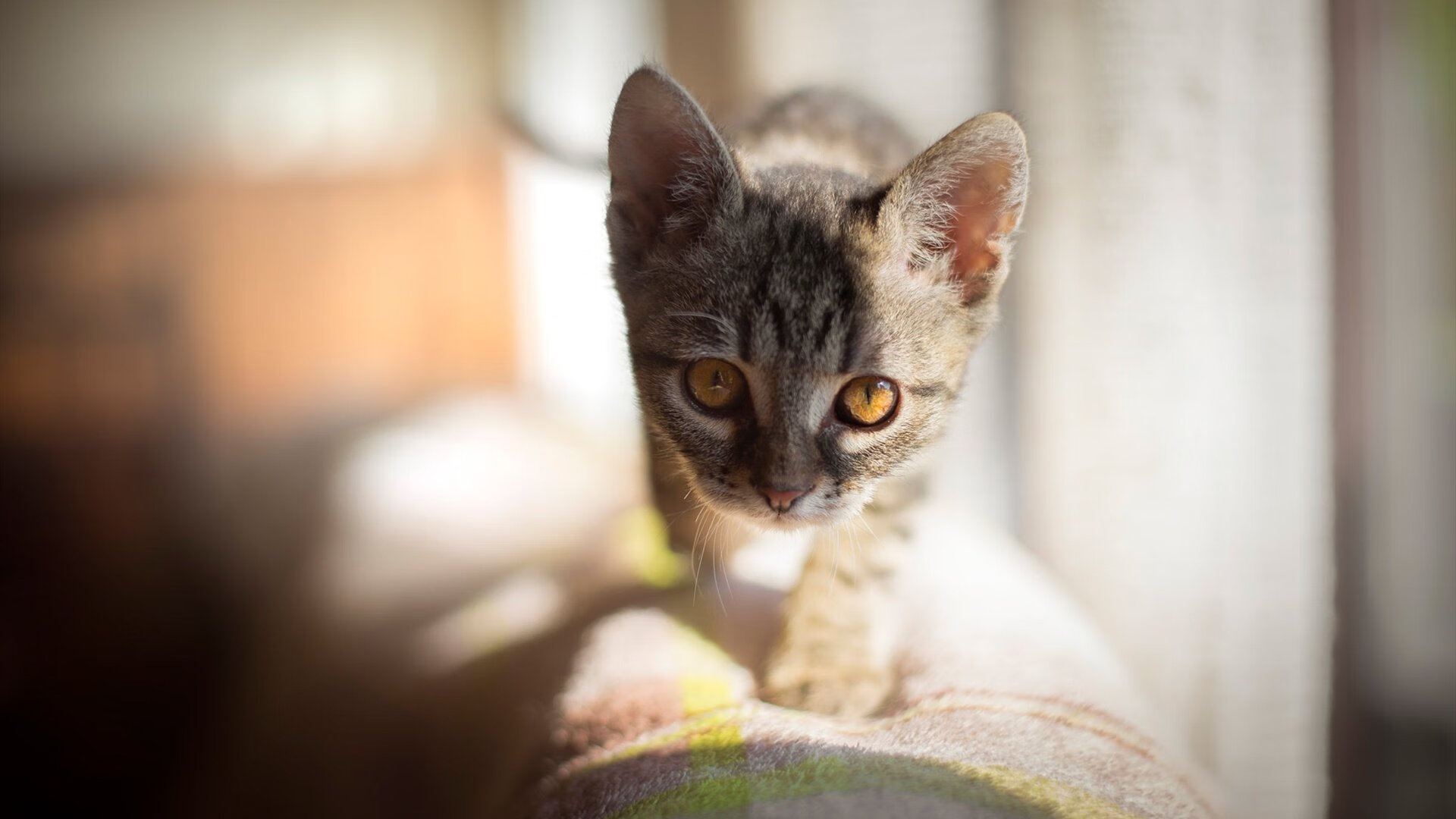 fb体育官网首页-科技引领行业变革：增强现实让电竞体验更震撼，科技引领成长