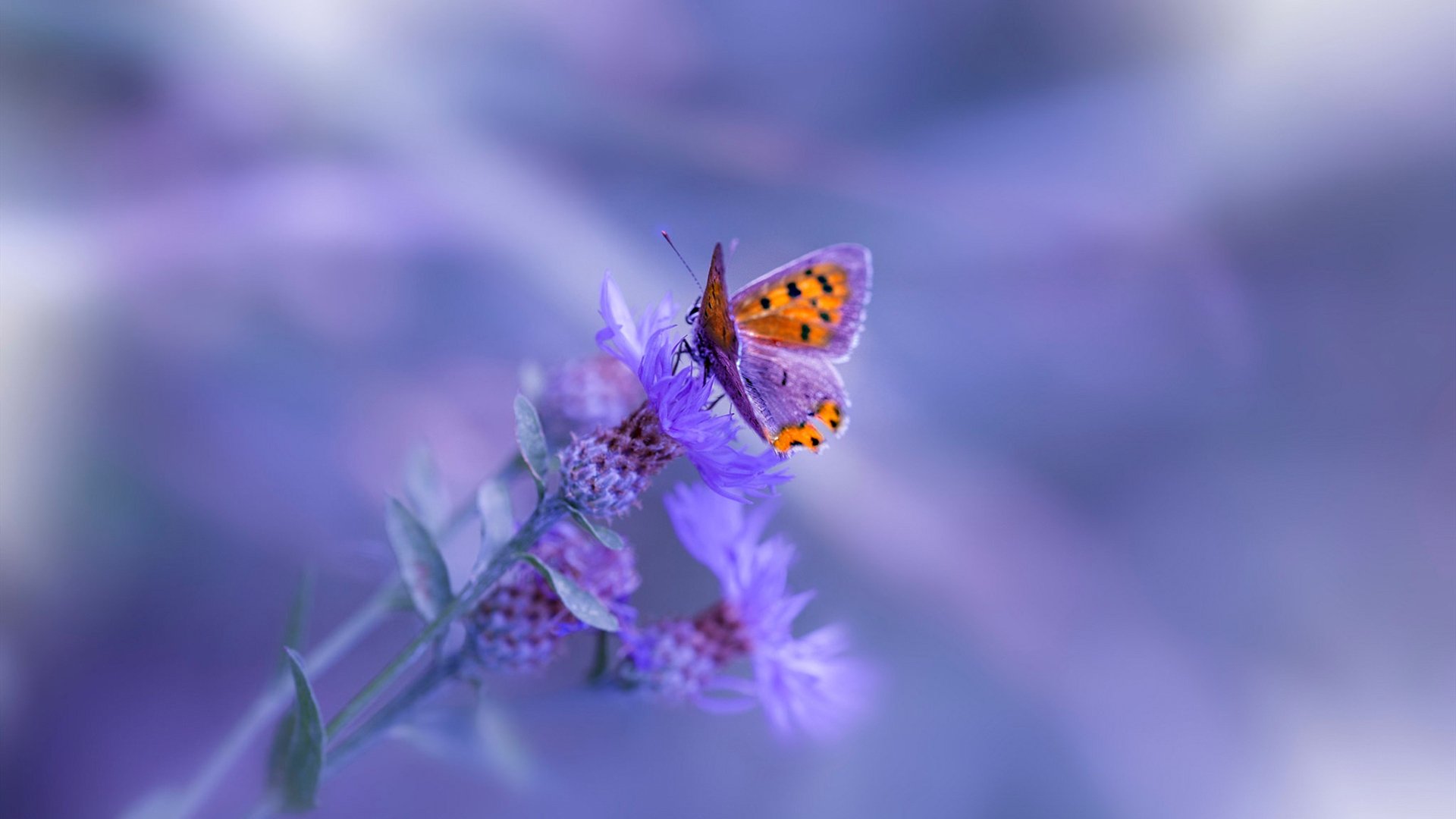 fb体育官网-训练营故事：未来顶级球员的成长足迹，nba球星的训练营