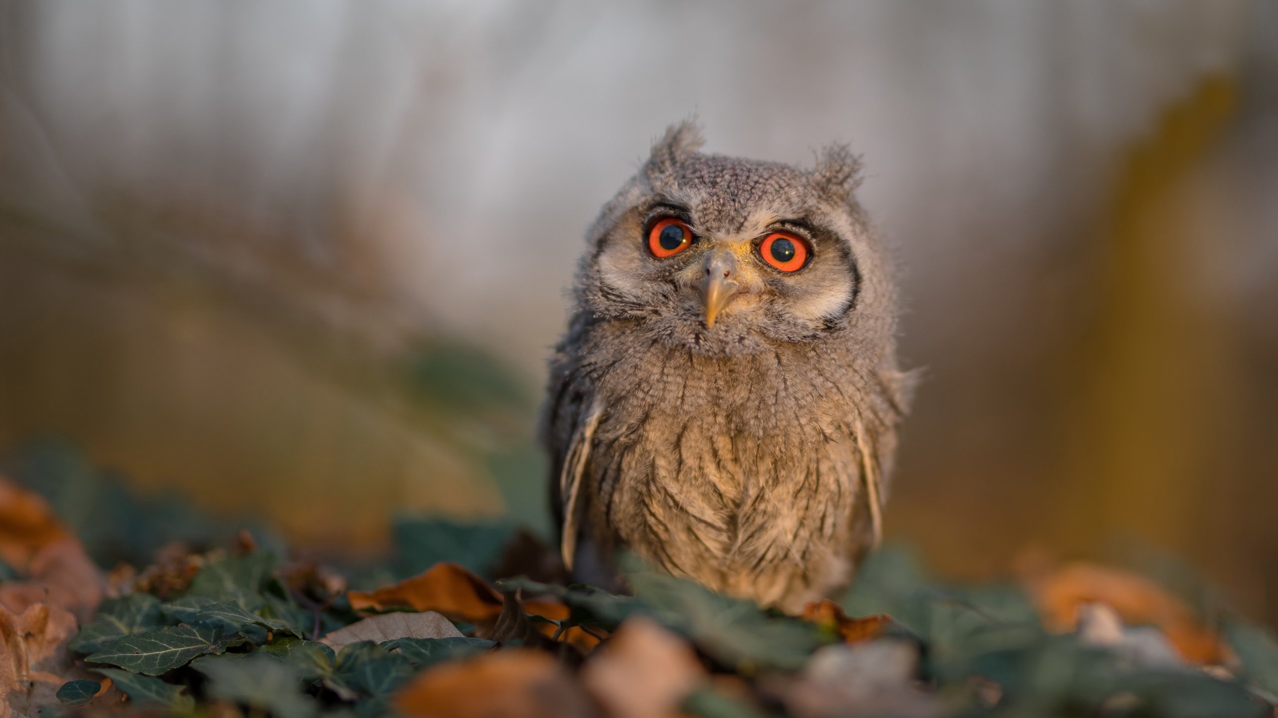 fb体育登录入口-训练课程揭秘：青训营紧跟足球潮流，青训训练营是什么