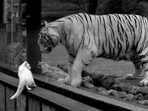 fb体育官网入口-WCGC全球总决赛首次落地中国海口，wgl全球总决赛