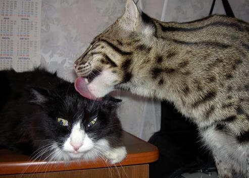 fb体育网页版-公牛团队失误不断主场输球，公牛队进场