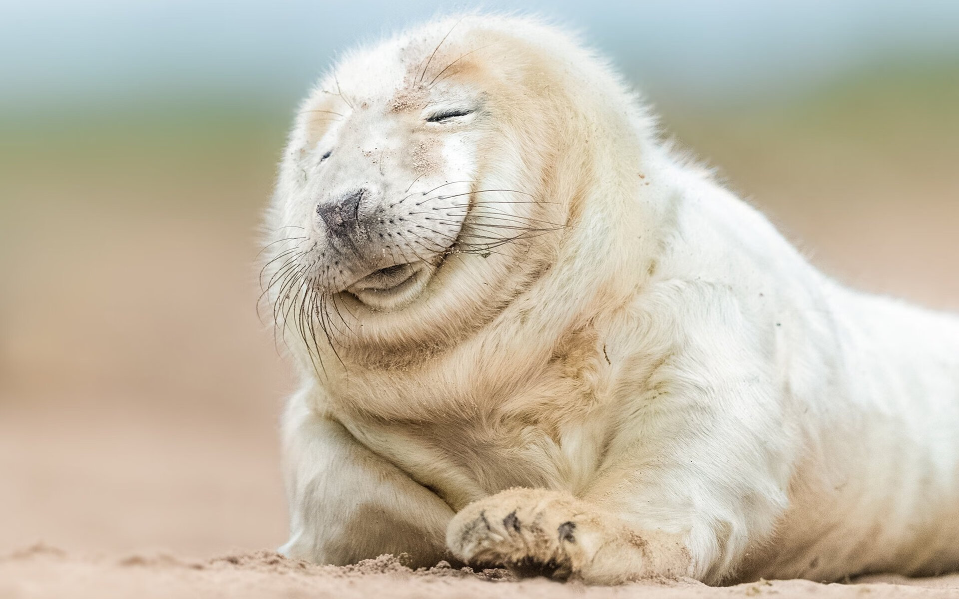 fb sports官网-国米锋线组合效率提升，国米出神锋