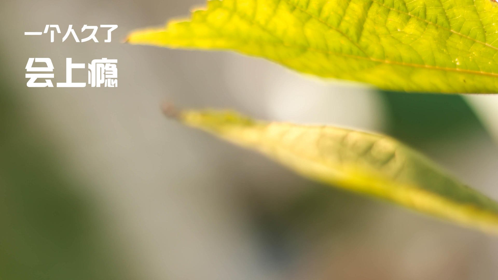 fb体育官网中国-开拓者队落后一盘，恐将遭遇淘汰！，开拓者队有哪些人