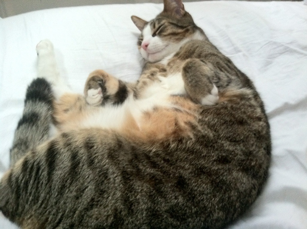 fb体育试玩-独行侠新秀连续两场砍下+得分，赢得球迷喝彩，独行侠新秀2021