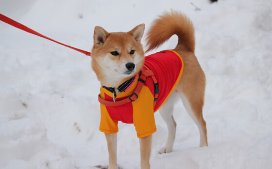 fb体育官网中国-球队后防高位站位策略是否增加越位风险，后防最好的球队