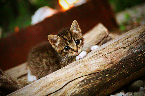 fb体育APP-羽毛球赛风云再起多国高手齐聚，羽毛球联赛视频