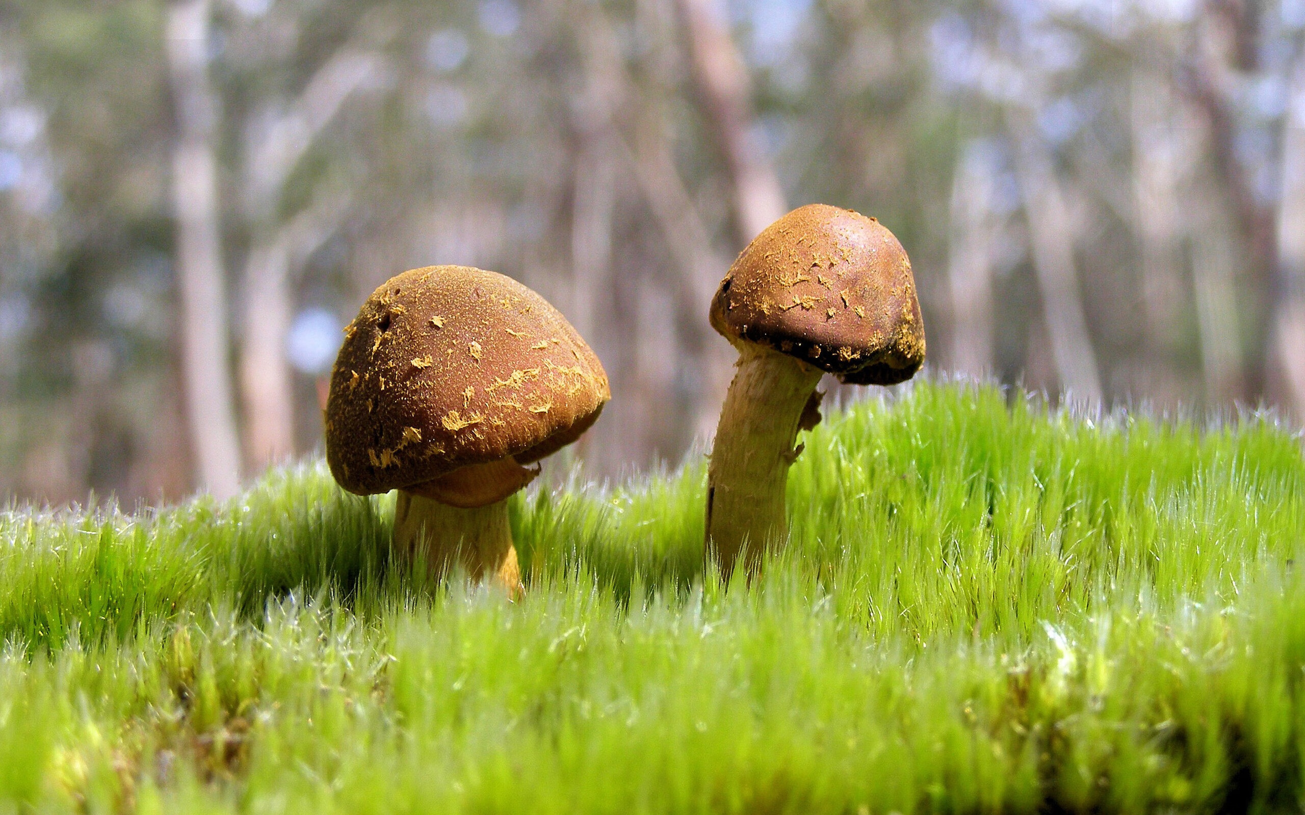 fb体育登录入口-乔纳·隆戈的单场表现，改变了全球对橄榄球的认知，乔纳德是谁