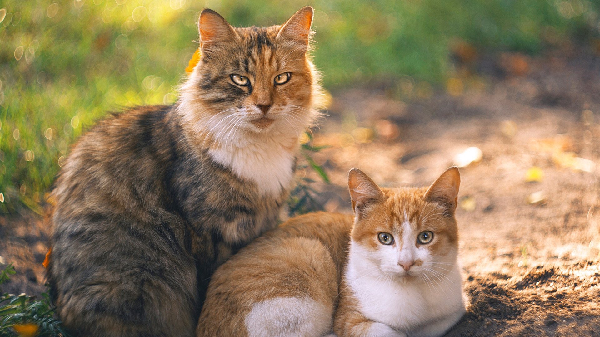 fb体育官网首页-橄榄球进校园，英格兰布局未来，英式橄榄球招生学校