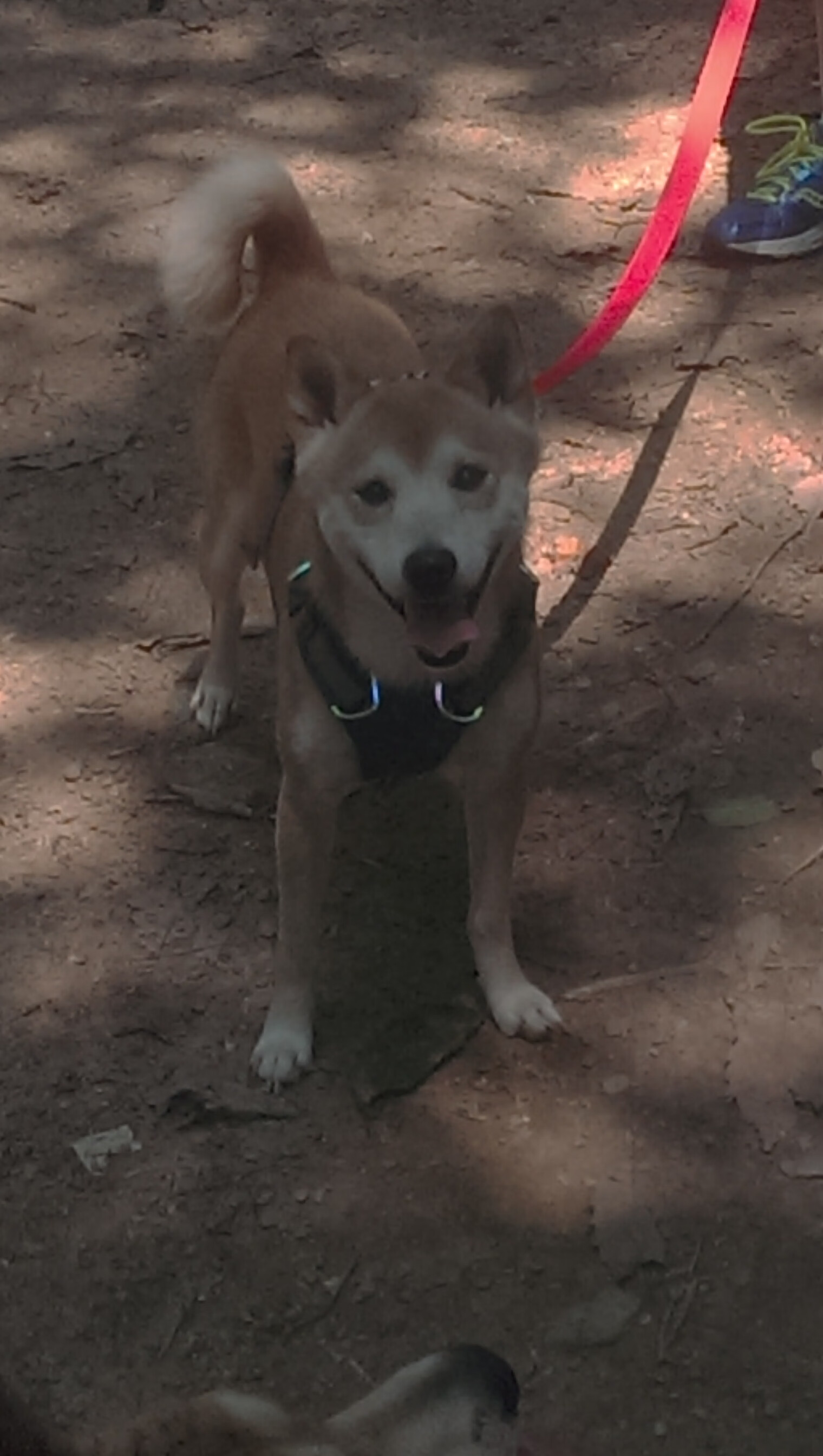 fb体育电竞-混合泳项目摩纳哥选手均衡发挥